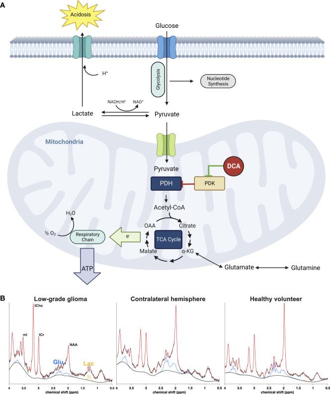 https://cdn.ncbi.nlm.nih.gov/pmc/blobs/e2c3/10063958/4d0ee0f8146e/fonc-13-1077461-g001.jpg