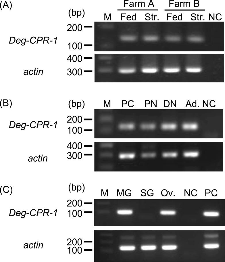 https://cdn.ncbi.nlm.nih.gov/pmc/blobs/e2c3/7863971/a5a3d060997e/parasite-28-9-fig4.jpg
