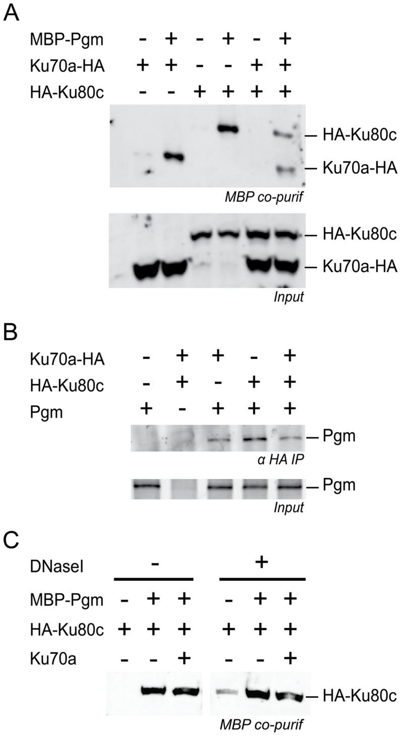 https://cdn.ncbi.nlm.nih.gov/pmc/blobs/e2c4/4148214/7e90fb9ea271/pgen.1004552.g007.jpg