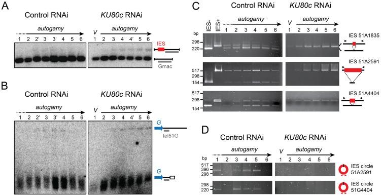 https://cdn.ncbi.nlm.nih.gov/pmc/blobs/e2c4/4148214/95ae20853d32/pgen.1004552.g004.jpg
