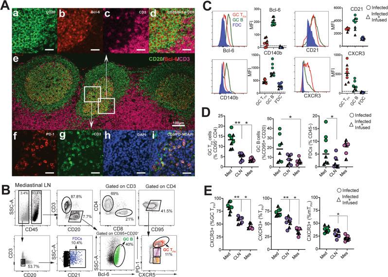 https://cdn.ncbi.nlm.nih.gov/pmc/blobs/e2c9/7822826/39a86e53dc05/41467_2020_20642_Fig7_HTML.jpg