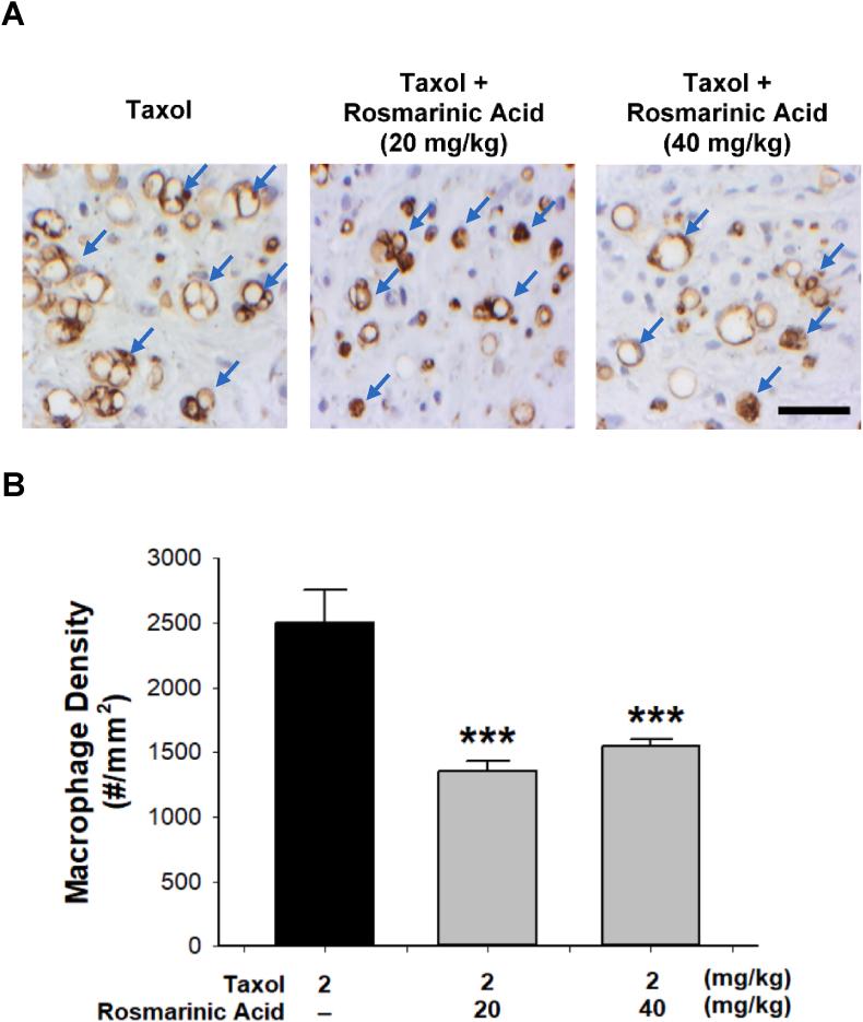 https://cdn.ncbi.nlm.nih.gov/pmc/blobs/e2cb/11068989/9912c84de548/gr3.jpg