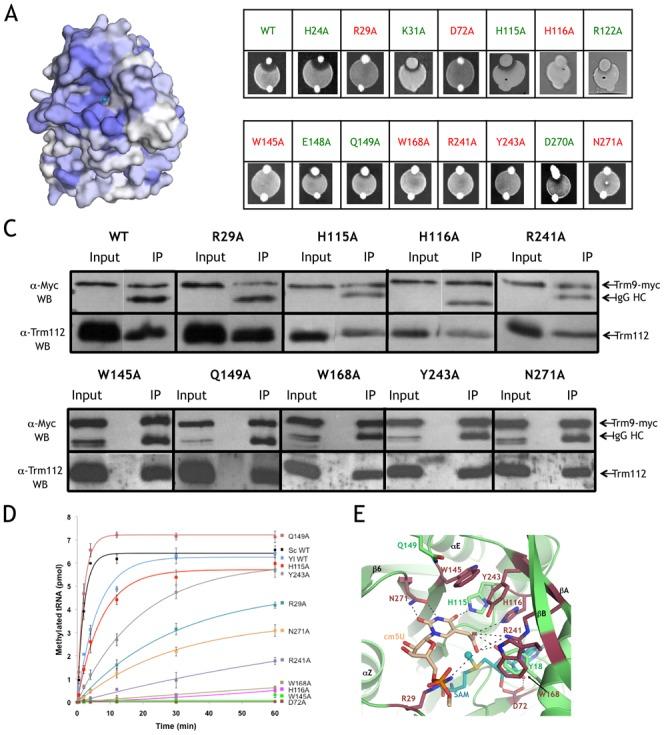https://cdn.ncbi.nlm.nih.gov/pmc/blobs/e2ce/4678810/ce6296a010a0/gkv1009fig2.jpg