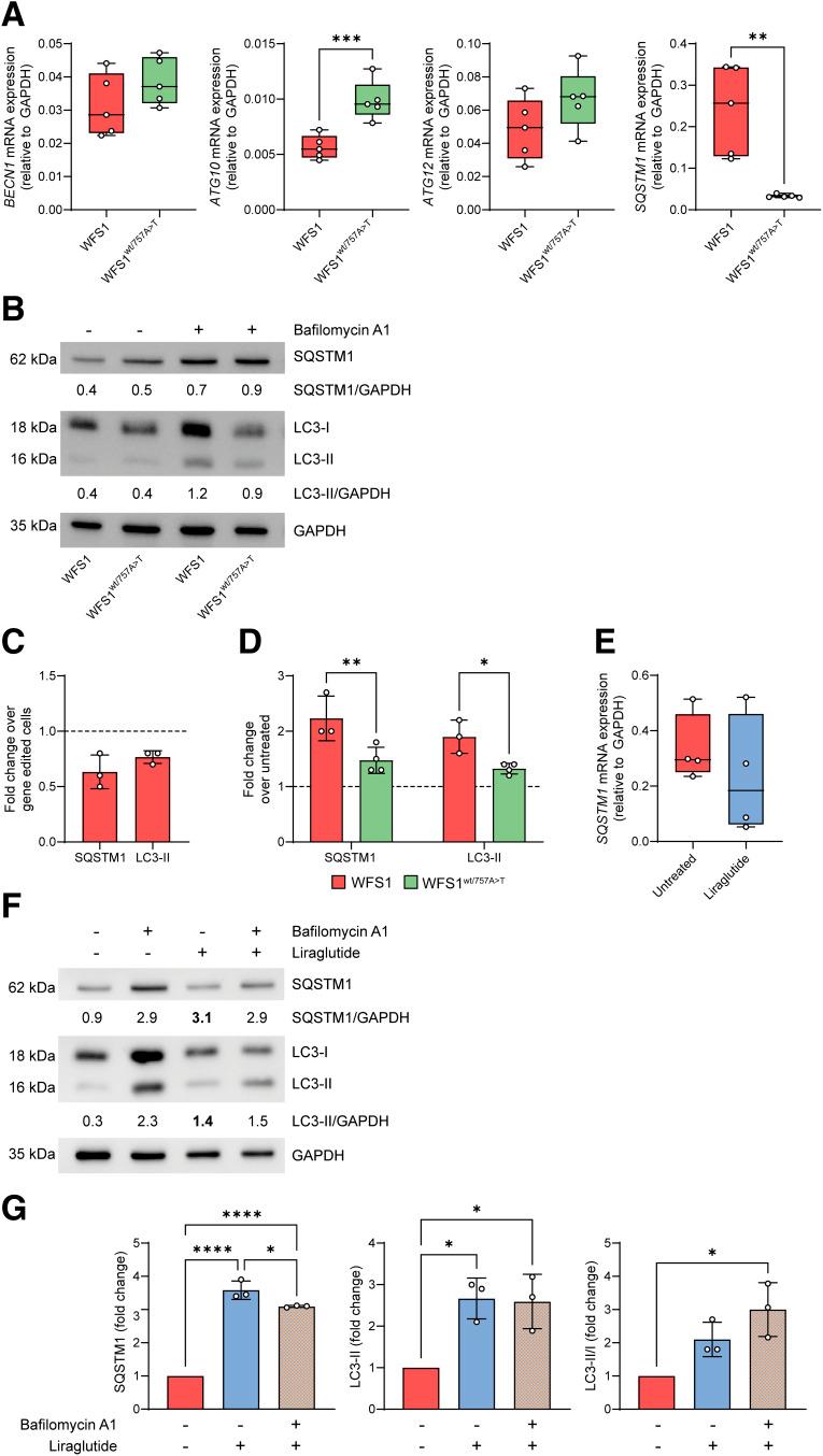 https://cdn.ncbi.nlm.nih.gov/pmc/blobs/e2cf/12185971/e4a9b22863bd/db240720f7.jpg