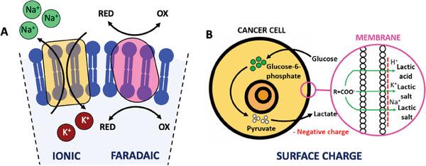 https://cdn.ncbi.nlm.nih.gov/pmc/blobs/e2d0/10767462/4ac385ad88f1/ADVS-11-2304110-g004.jpg