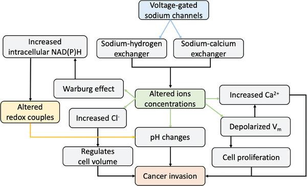 https://cdn.ncbi.nlm.nih.gov/pmc/blobs/e2d0/10767462/7bcf15714a3a/ADVS-11-2304110-g007.jpg