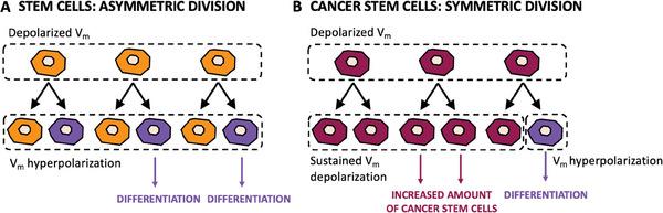 https://cdn.ncbi.nlm.nih.gov/pmc/blobs/e2d0/10767462/984252405262/ADVS-11-2304110-g014.jpg