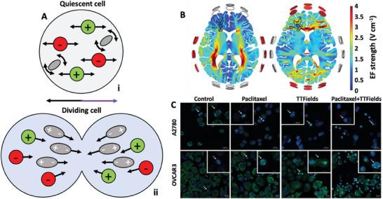 https://cdn.ncbi.nlm.nih.gov/pmc/blobs/e2d0/10767462/d9f90c411078/ADVS-11-2304110-g010.jpg