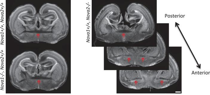 https://cdn.ncbi.nlm.nih.gov/pmc/blobs/e2d4/4930328/6e7cada95144/elife-14371-fig6-figsupp2.jpg