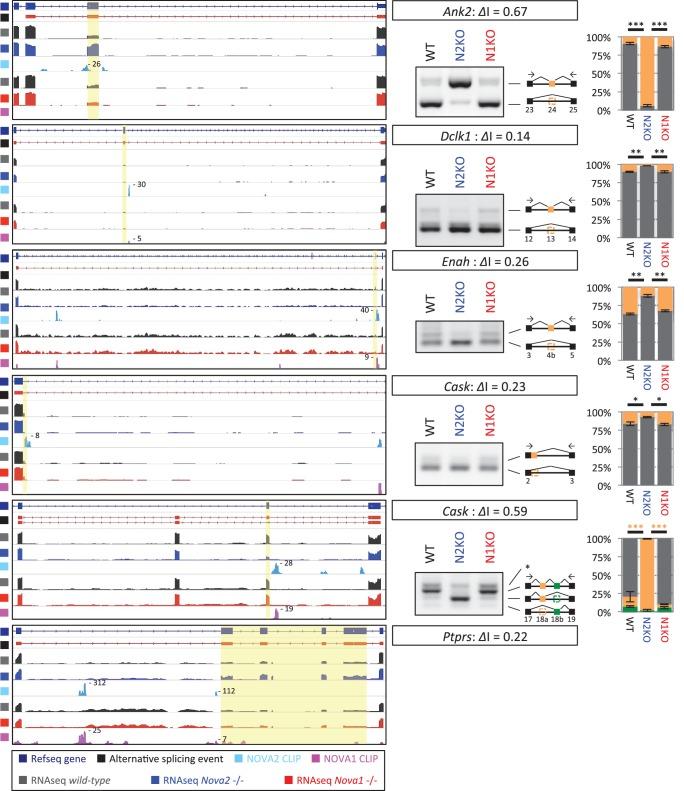https://cdn.ncbi.nlm.nih.gov/pmc/blobs/e2d4/4930328/d41266b79649/elife-14371-fig6-figsupp3.jpg
