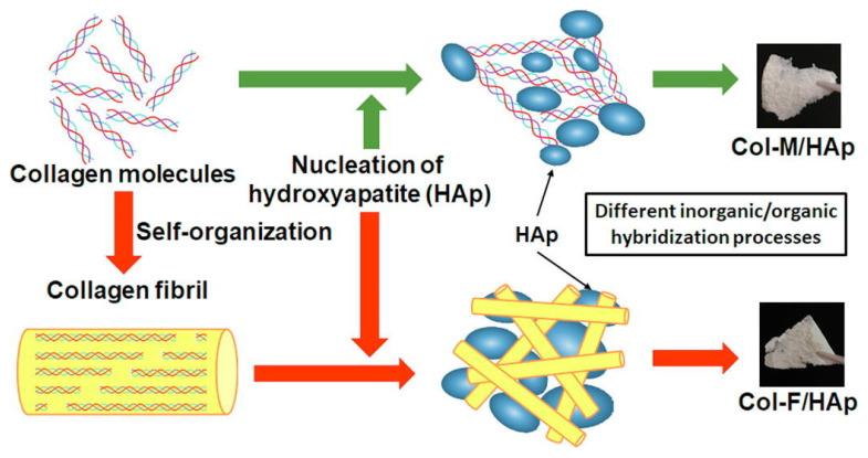 https://cdn.ncbi.nlm.nih.gov/pmc/blobs/e2d5/8005972/1162f62619f4/gels-07-00031-g001.jpg