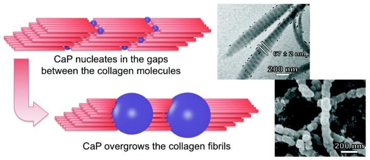 https://cdn.ncbi.nlm.nih.gov/pmc/blobs/e2d5/8005972/eadb775f72f7/gels-07-00031-g004.jpg