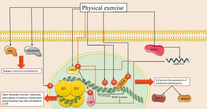 https://cdn.ncbi.nlm.nih.gov/pmc/blobs/e2d6/12336296/451aba9941f5/FSN3-13-e70758-g005.jpg