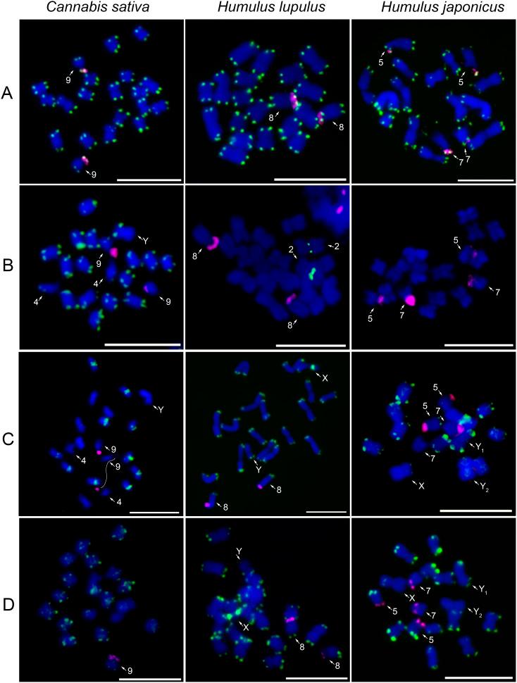 https://cdn.ncbi.nlm.nih.gov/pmc/blobs/e2d6/12406709/94c10d631608/fpls-16-1631369-g001.jpg
