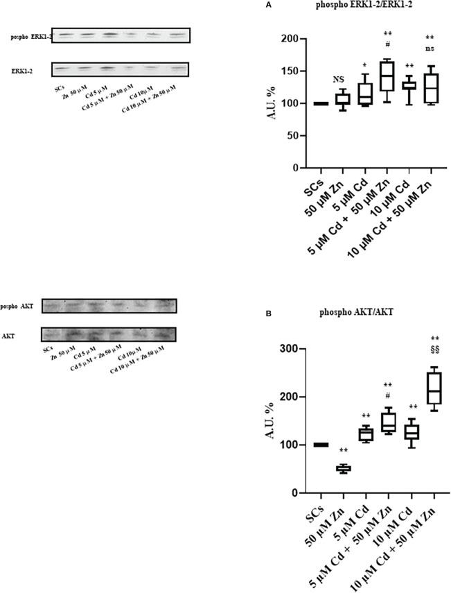 https://cdn.ncbi.nlm.nih.gov/pmc/blobs/e2d6/9950629/017ecd30e093/fendo-14-962519-g010.jpg