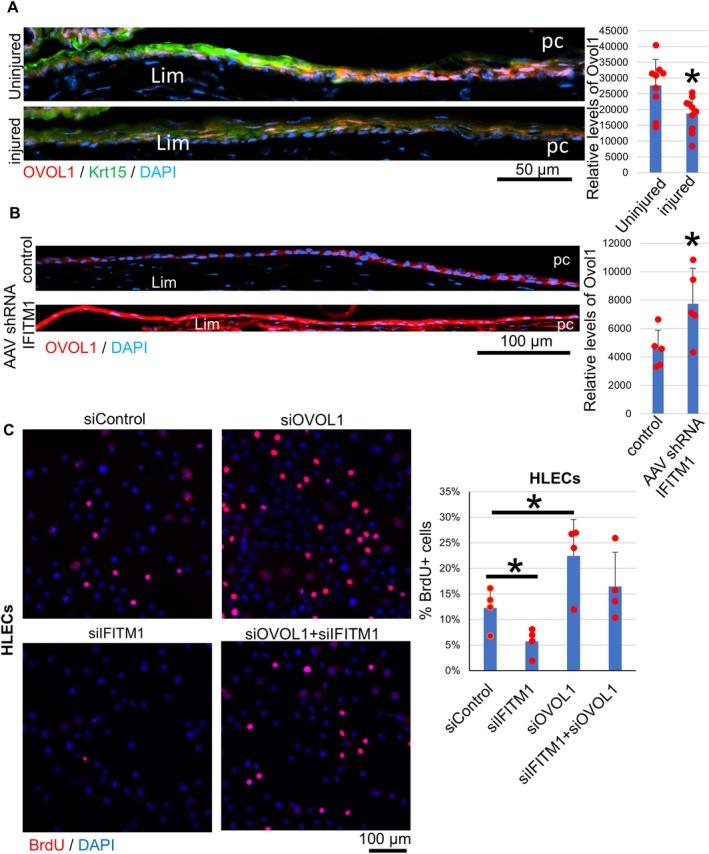 https://cdn.ncbi.nlm.nih.gov/pmc/blobs/e2d9/12090970/7b5f0c928914/FSB2-39-e70648-g001.jpg