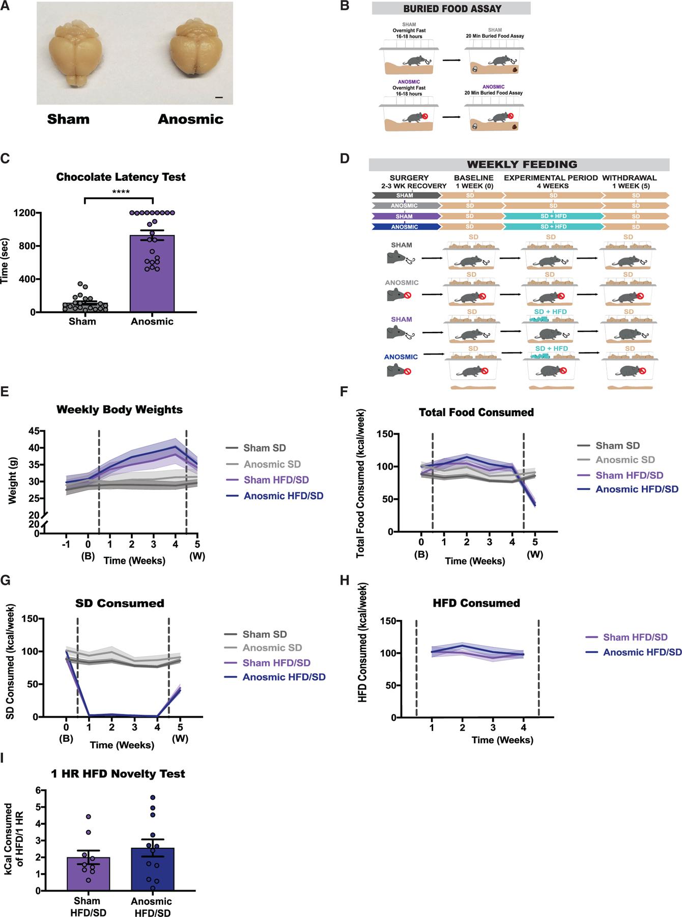 https://cdn.ncbi.nlm.nih.gov/pmc/blobs/e2da/8864488/ee4540769b95/nihms-1776895-f0004.jpg