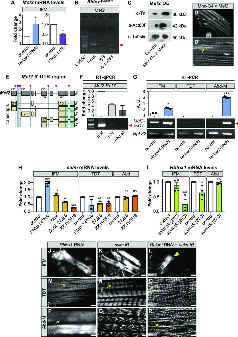 https://cdn.ncbi.nlm.nih.gov/pmc/blobs/e2db/8742874/930241ecb5c3/LSA-2021-01342_Fig7.jpg