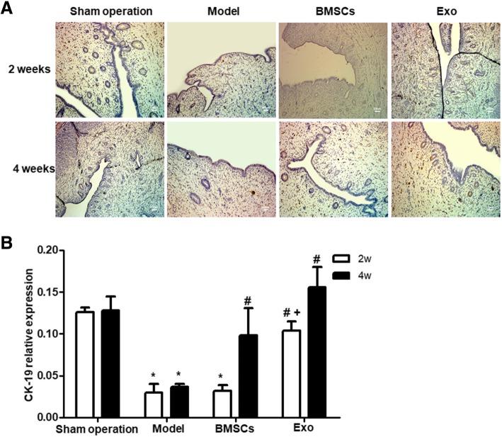 https://cdn.ncbi.nlm.nih.gov/pmc/blobs/e2de/6664513/7063d2db473f/13287_2019_1332_Fig5_HTML.jpg