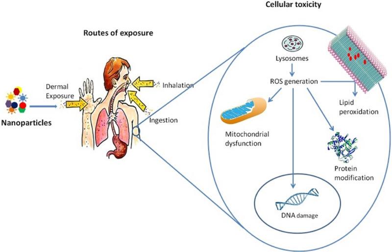 https://cdn.ncbi.nlm.nih.gov/pmc/blobs/e2e0/11448750/909ffca703f1/peerj-12-17807-g003.jpg