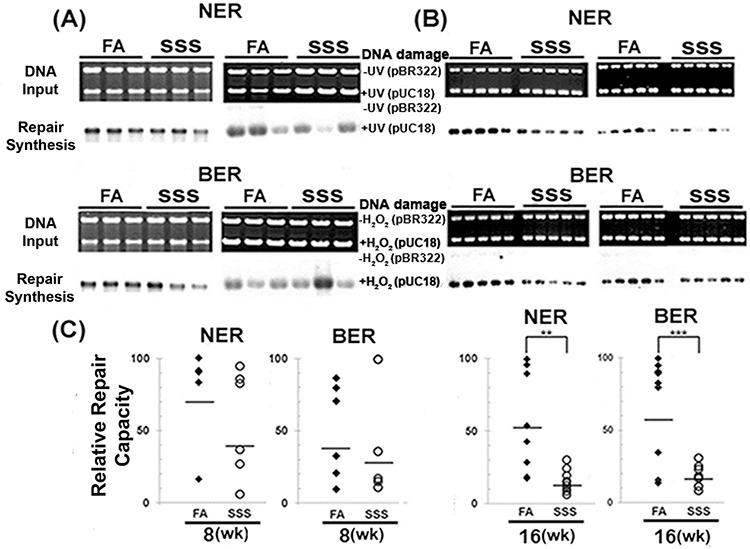 https://cdn.ncbi.nlm.nih.gov/pmc/blobs/e2e0/4741761/000af2e5814d/oncotarget-06-33226-g003.jpg
