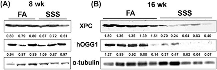 https://cdn.ncbi.nlm.nih.gov/pmc/blobs/e2e0/4741761/8c0d67988b1b/oncotarget-06-33226-g004.jpg