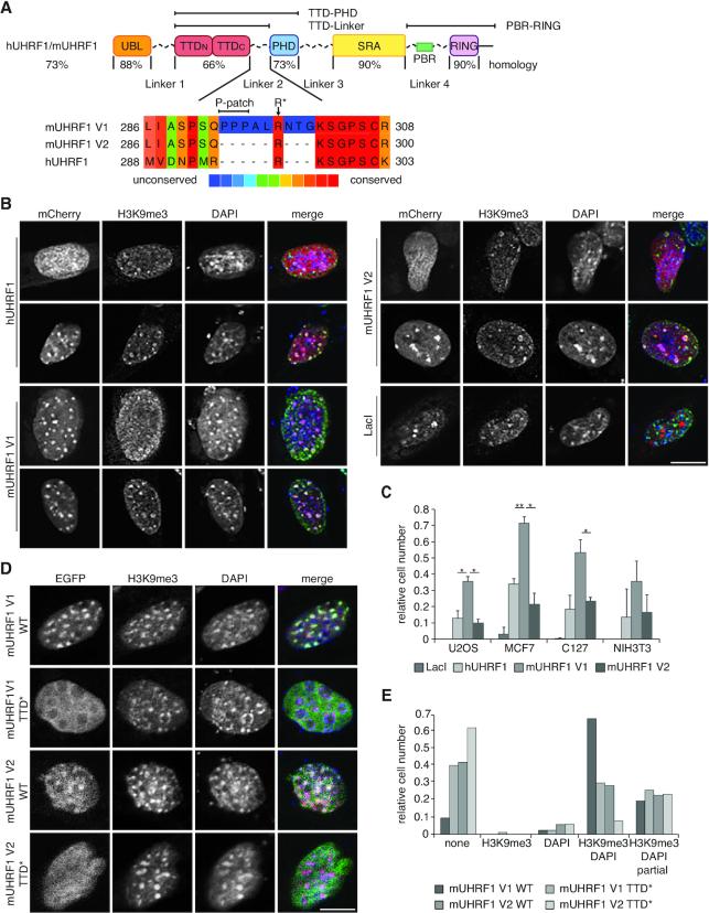 https://cdn.ncbi.nlm.nih.gov/pmc/blobs/e2e0/7430637/22a4ac662f38/gkaa520fig1.jpg