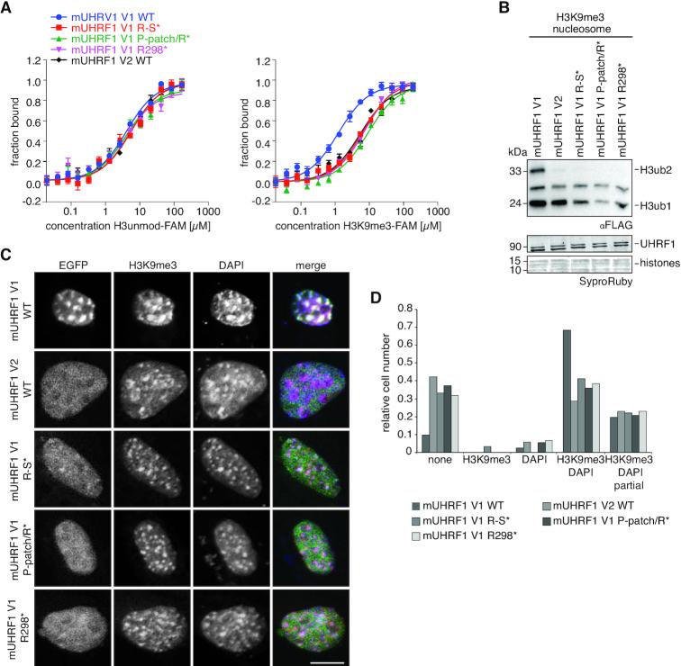 https://cdn.ncbi.nlm.nih.gov/pmc/blobs/e2e0/7430637/8465f3cabafb/gkaa520fig7.jpg