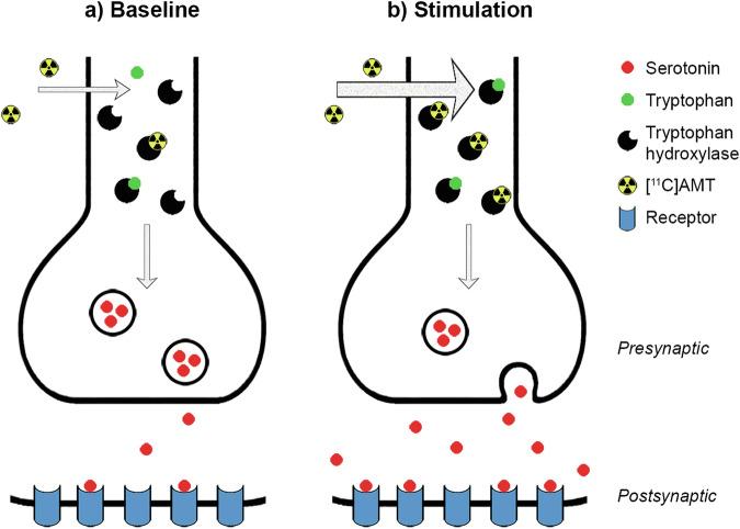 https://cdn.ncbi.nlm.nih.gov/pmc/blobs/e2e5/11746133/76ea616852b9/41380_2024_2696_Fig1_HTML.jpg