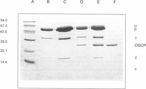 https://cdn.ncbi.nlm.nih.gov/pmc/blobs/e2eb/1184376/d2e754452499/biophysj00037-0335-a.jpg