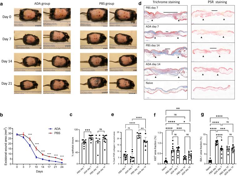 https://cdn.ncbi.nlm.nih.gov/pmc/blobs/e2ec/10788510/15d103a34aa4/gr4.jpg