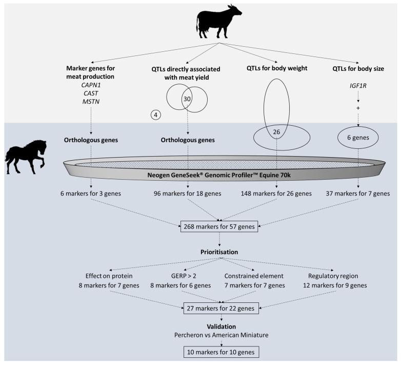 https://cdn.ncbi.nlm.nih.gov/pmc/blobs/e2ef/11350750/0a69c5a1eeb5/animals-14-02441-g003.jpg