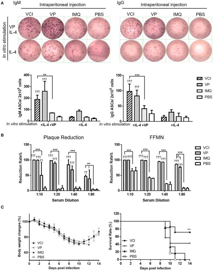 https://cdn.ncbi.nlm.nih.gov/pmc/blobs/e2f0/6194170/ce77df8a78d6/fimmu-09-02370-g0005.jpg