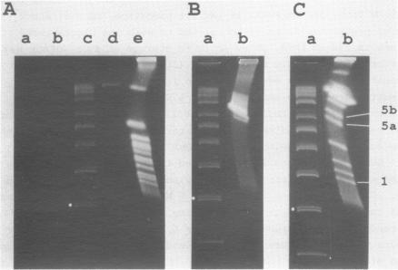 https://cdn.ncbi.nlm.nih.gov/pmc/blobs/e2f1/306366/7dbf8fb366c4/nar00264-0268-a.jpg
