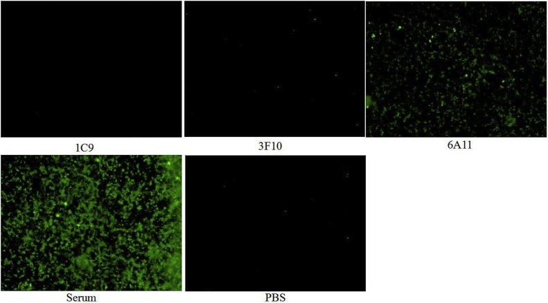 https://cdn.ncbi.nlm.nih.gov/pmc/blobs/e2f2/7114562/aa99a5bc9dc5/gr5_lrg.jpg