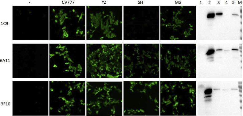https://cdn.ncbi.nlm.nih.gov/pmc/blobs/e2f2/7114562/dd33de743644/gr4_lrg.jpg