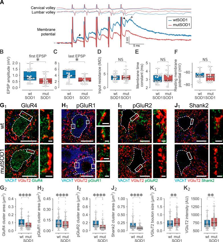 https://cdn.ncbi.nlm.nih.gov/pmc/blobs/e2f8/7398175/7527227091b9/JEM_20191734_Fig8.jpg