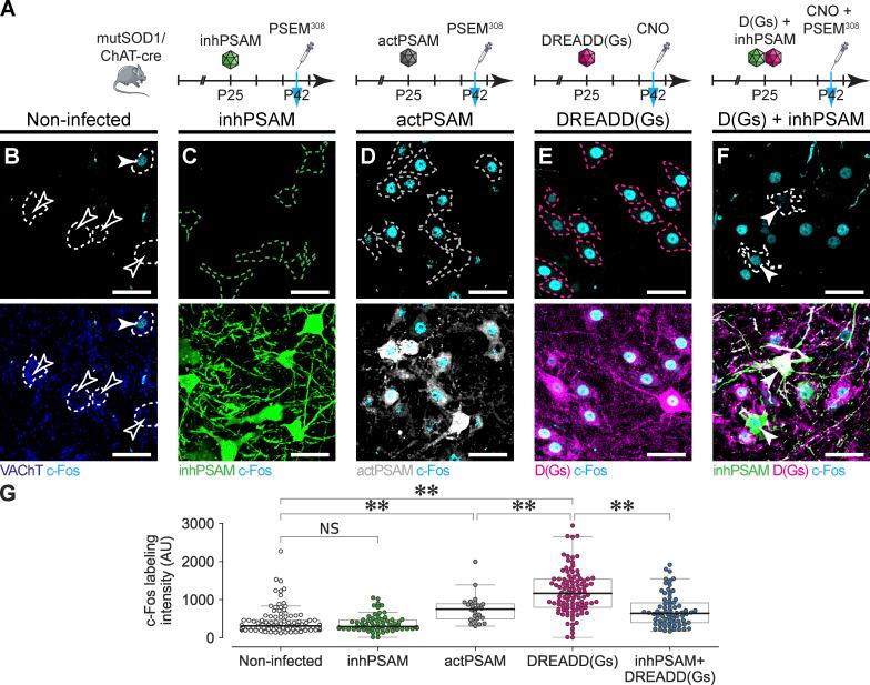 https://cdn.ncbi.nlm.nih.gov/pmc/blobs/e2f8/7398175/9390b8189e40/JEM_20191734_Fig7.jpg