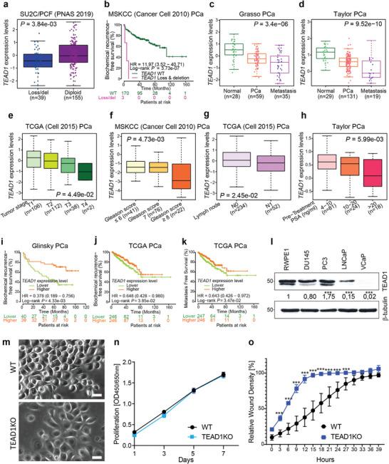 https://cdn.ncbi.nlm.nih.gov/pmc/blobs/e2fd/10953553/4e28286de351/ADVS-11-2305547-g004.jpg