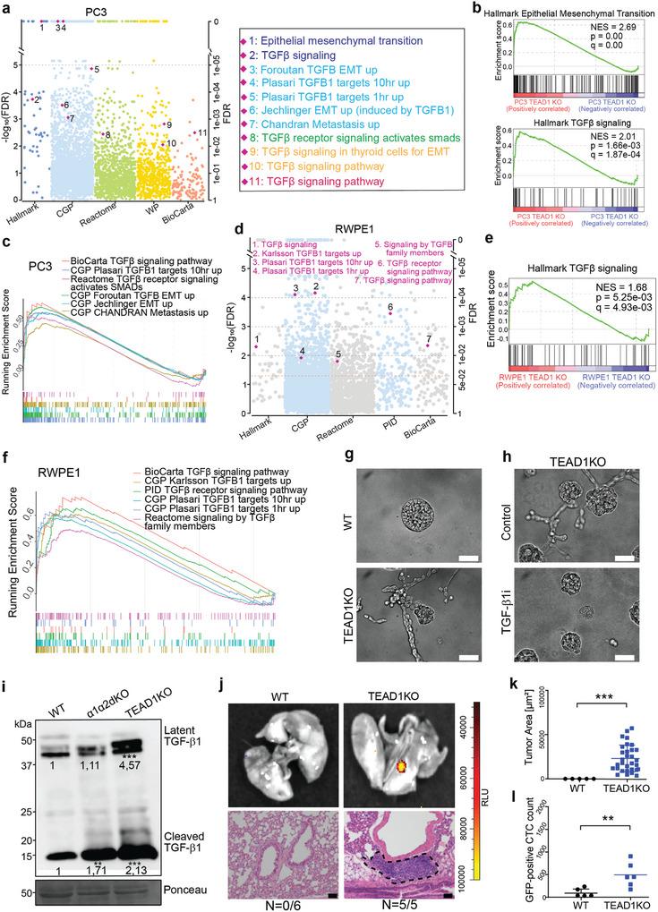 https://cdn.ncbi.nlm.nih.gov/pmc/blobs/e2fd/10953553/ee69be301ff6/ADVS-11-2305547-g009.jpg