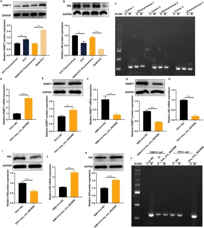 https://cdn.ncbi.nlm.nih.gov/pmc/blobs/e2fd/12317399/0cb1b301c27d/CAS-116-2113-g002.jpg