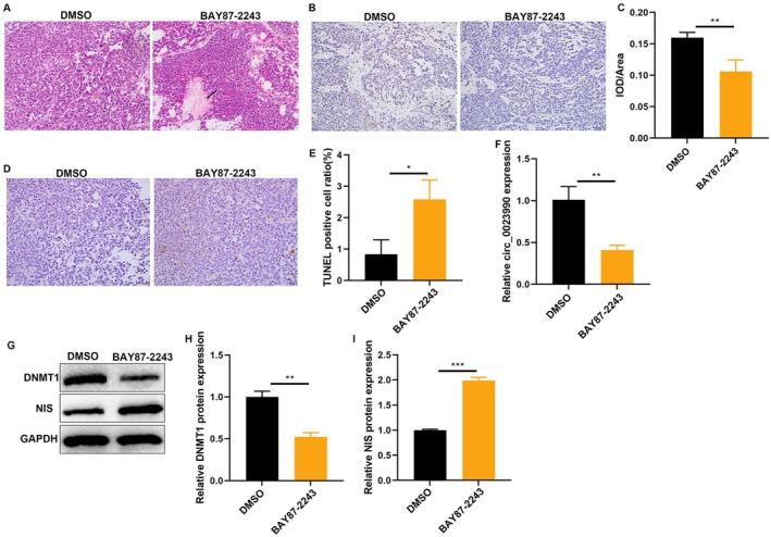 https://cdn.ncbi.nlm.nih.gov/pmc/blobs/e2fd/12317399/42b517582934/CAS-116-2113-g005.jpg