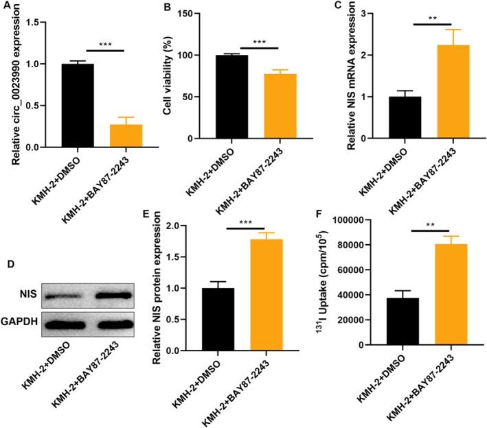https://cdn.ncbi.nlm.nih.gov/pmc/blobs/e2fd/12317399/97e8768a8d6d/CAS-116-2113-g004.jpg
