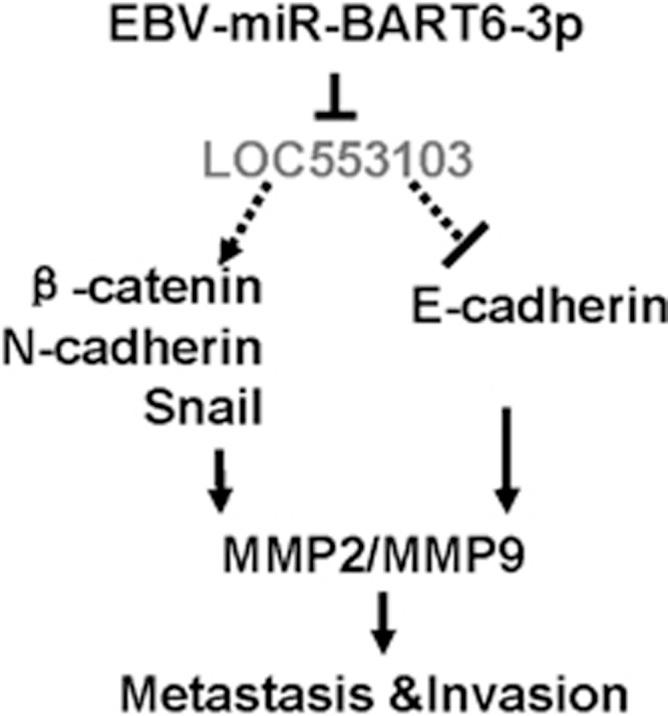 https://cdn.ncbi.nlm.nih.gov/pmc/blobs/e2fd/5059857/cd4ca3d6e678/cddis2016253f8.jpg