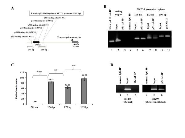 https://cdn.ncbi.nlm.nih.gov/pmc/blobs/e300/3019166/0681d8997ef6/1476-4598-9-311-2.jpg