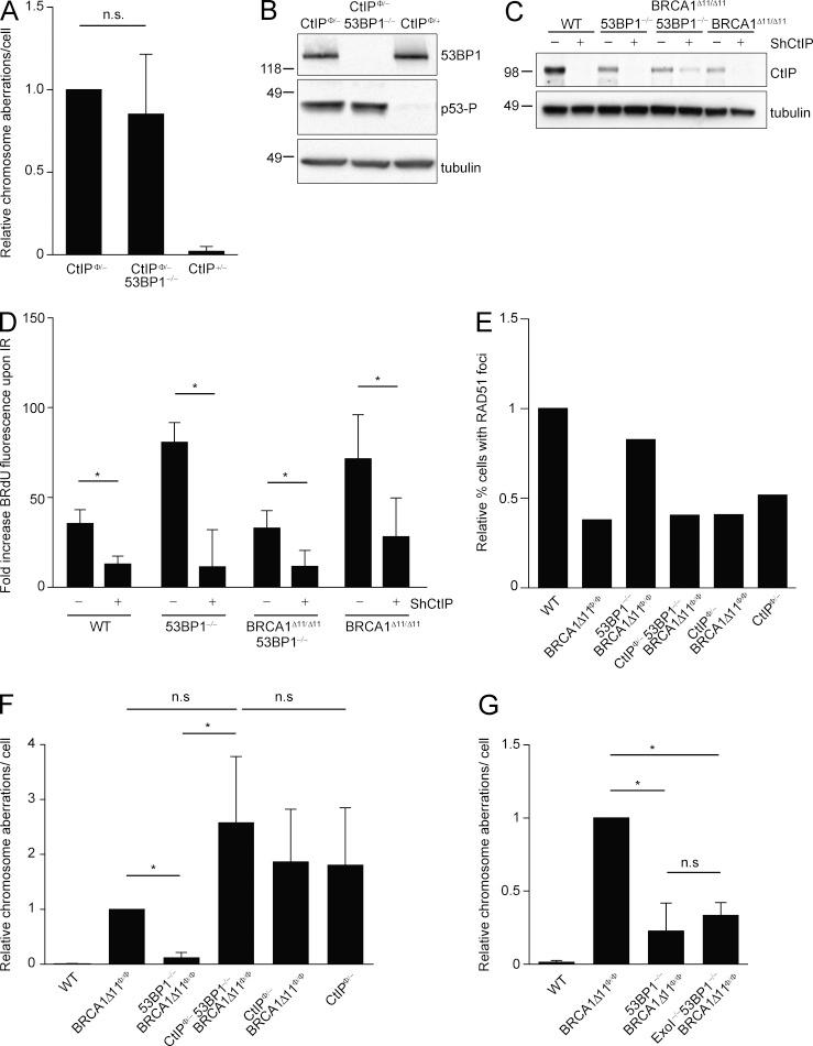 https://cdn.ncbi.nlm.nih.gov/pmc/blobs/e304/4042650/df6d15afc5c3/JEM_20131939R_Fig2.jpg