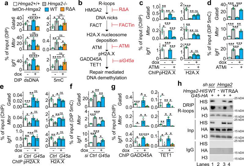 https://cdn.ncbi.nlm.nih.gov/pmc/blobs/e306/7886895/5692b819bff1/41467_2021_21227_Fig7_HTML.jpg