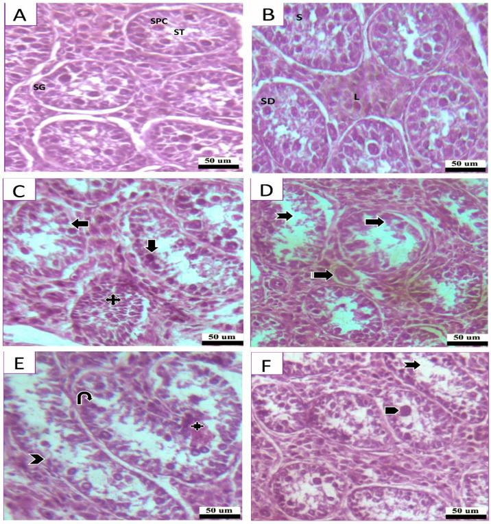 https://cdn.ncbi.nlm.nih.gov/pmc/blobs/e30a/10375966/45b96dc0a8ef/animals-13-02302-g006.jpg