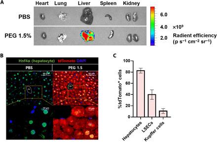 https://cdn.ncbi.nlm.nih.gov/pmc/blobs/e30c/7909888/800bc48a2be0/abf4398-F4.jpg