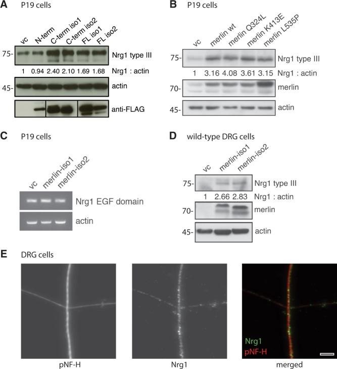 https://cdn.ncbi.nlm.nih.gov/pmc/blobs/e312/3914471/77008d81e9df/awt327f3p.jpg